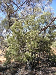 Santalum acuminatum (Googs Track north) tree